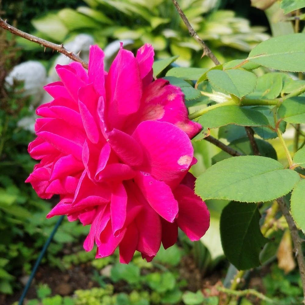 Meet your Posher, Laurie